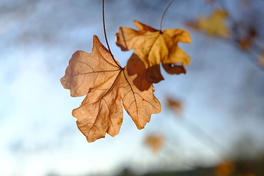 autumn, leaves, dry, branch, maple, maple leaf, plant part HD wallpaper
