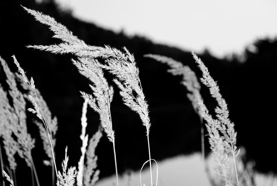 germany, saxony, close-up, rope, focus on foreground, no people HD wallpaper