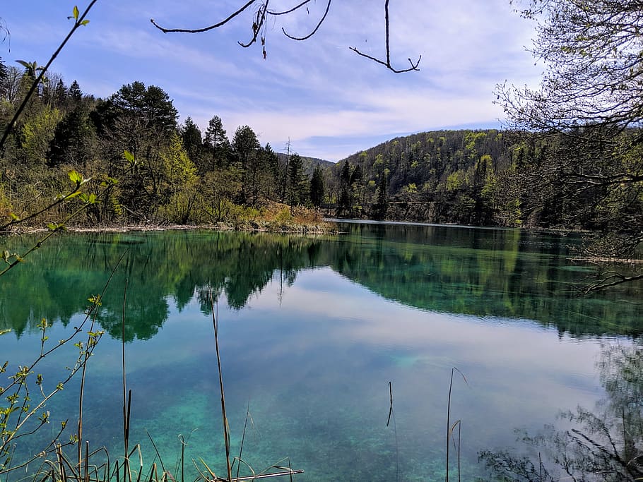 water, nature, outdoors, tree, plant, fir, abies, lake, land HD wallpaper
