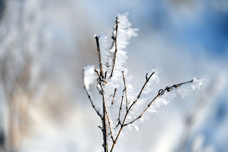 winter, ice, cold, snow, frozen, frost, nature, cold temperature HD wallpaper