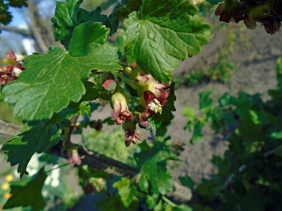 ukraine, spring, currant, green, white, brown, nature, blossom HD wallpaper
