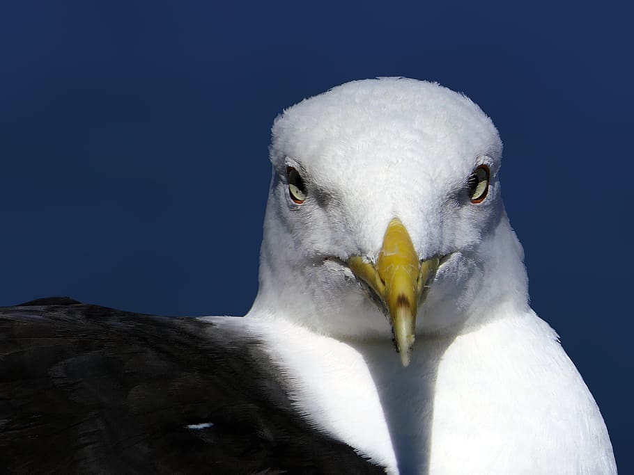 gull, head, face, portrait, close up, eyes, yellow beak, bird HD wallpaper
