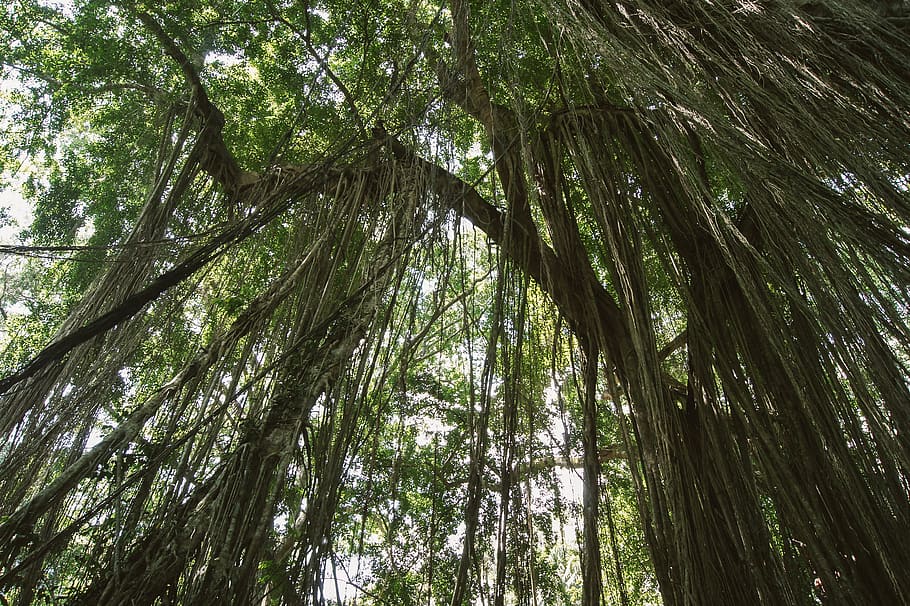 bali, jungle, trees, branches, monkeyforest, ubud, plant, low angle view HD wallpaper