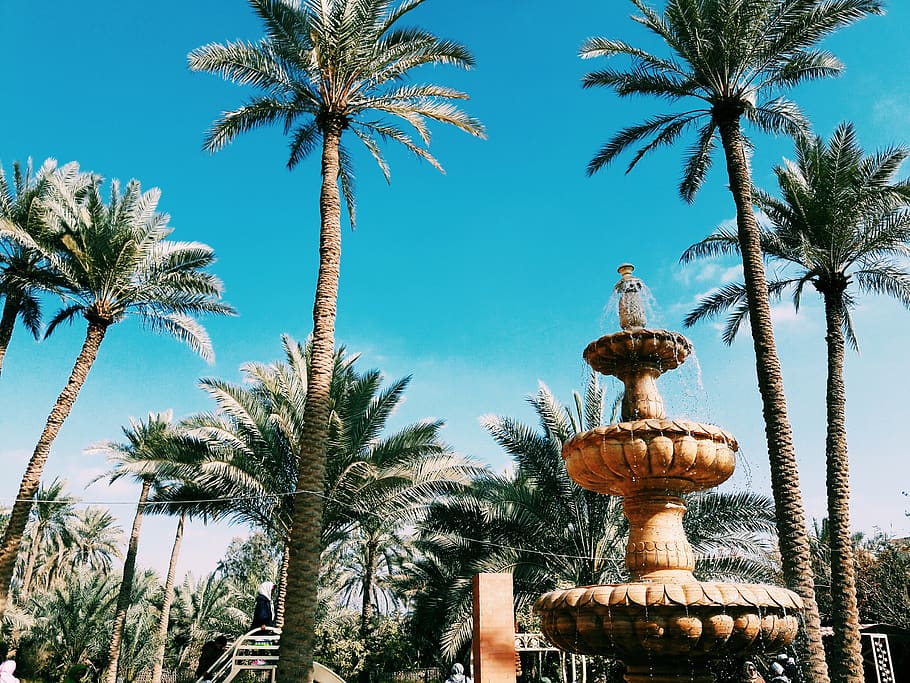 iraq, trees, water drops, daytime shots, city houses, palm tree