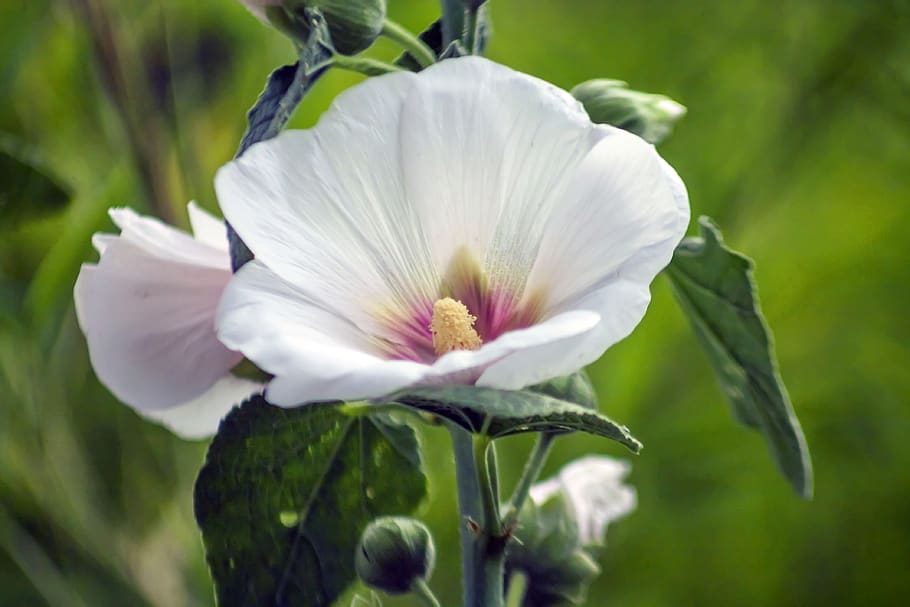 nature, flower, flora, leaf, garden, hollyhocks, flowering plant HD wallpaper