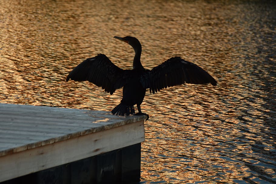 bird, wing, wildlife, reflection, eagle, black, fauna, perching bird HD wallpaper