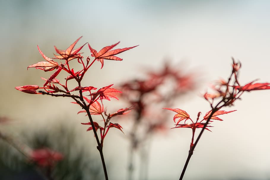 maple, spring, growth, red, backlighting, branch, plant, focus on foreground HD wallpaper