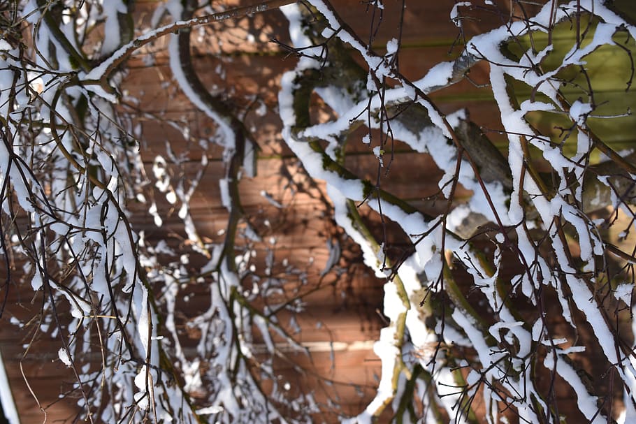 nature, outdoors, tree, snow, plant, ice, vegetation, frost HD wallpaper