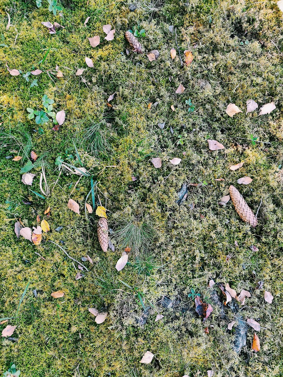 Green Grass, blooming, close-up, colors, daylight, dry leaves HD wallpaper