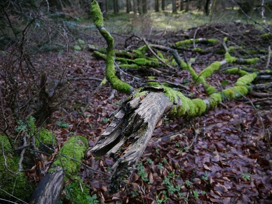 germany, königsbronn, forest, broken, tree, plant, land, tree trunk HD wallpaper