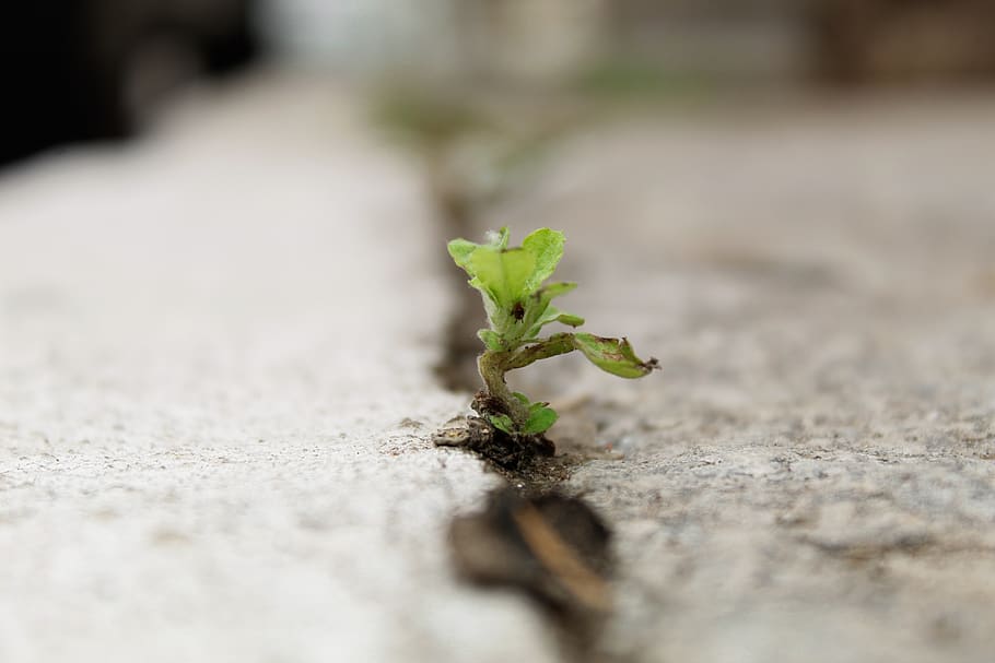 nature, brazil, leaf, green, plant, natural, flora, garden HD wallpaper