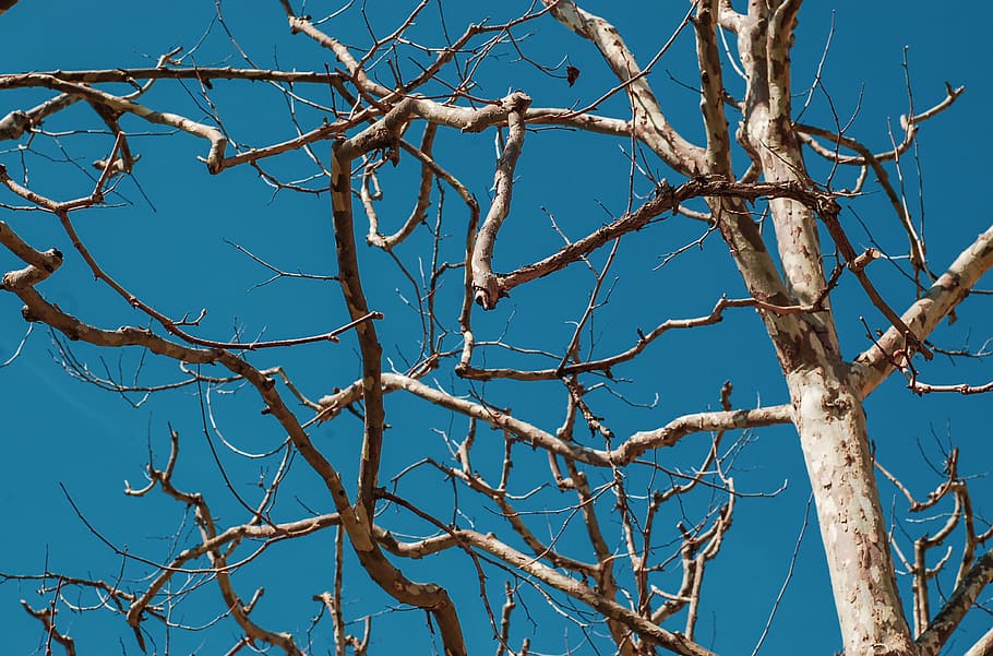 plant, tree, tree trunk, animal, bird, bee eater, accipiter HD wallpaper