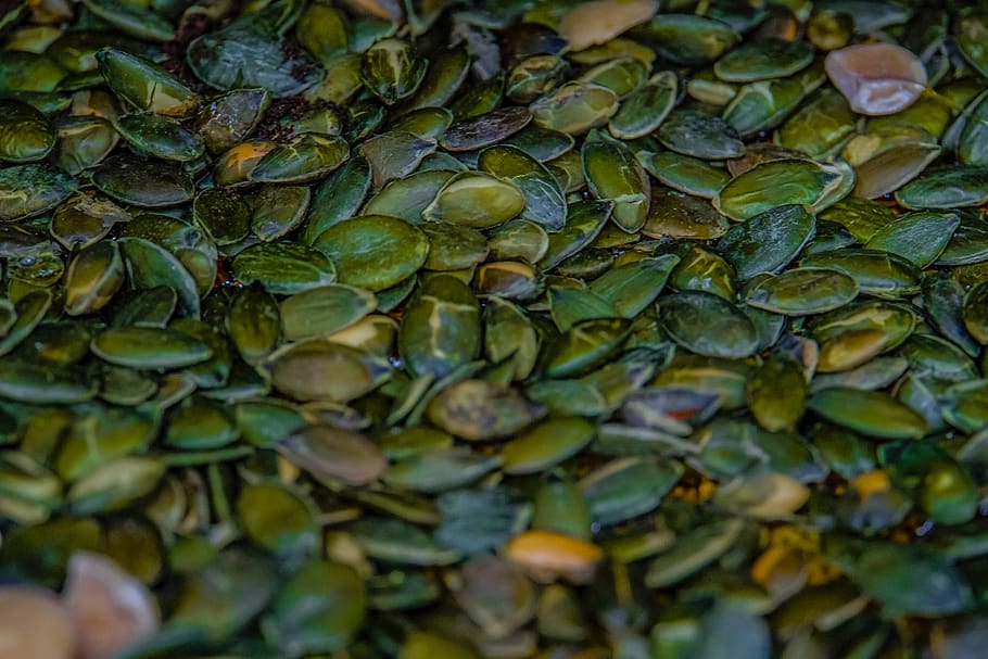 green seeds, hong kong, tuen mun, bean, vegetable, produce, plant HD wallpaper