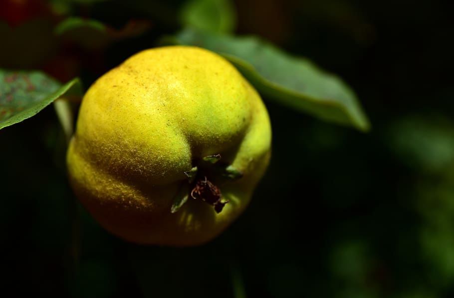 quince, tree, branch, yellow, fruit, leaf, kernobstgewaechs HD wallpaper