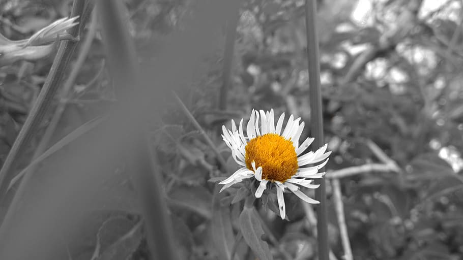 yellow, flower, white, black and white, nature, primary color