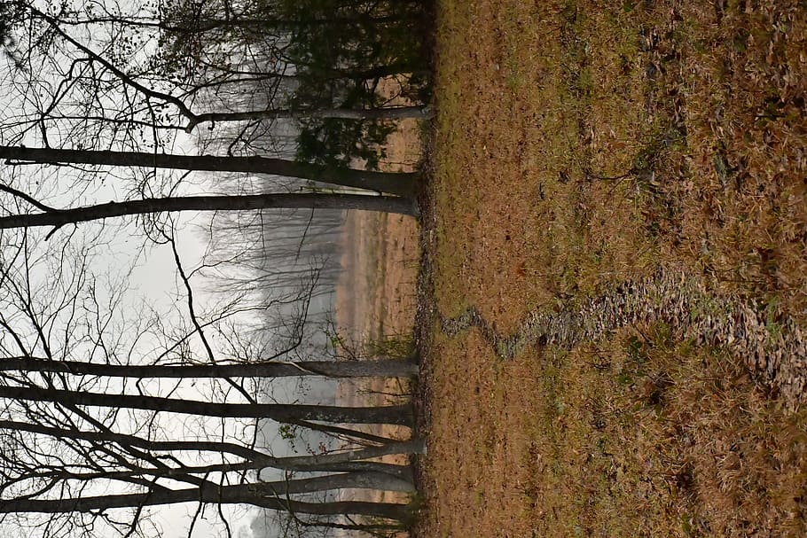forest trees under white sky, ground, plant, tree trunk, road HD wallpaper