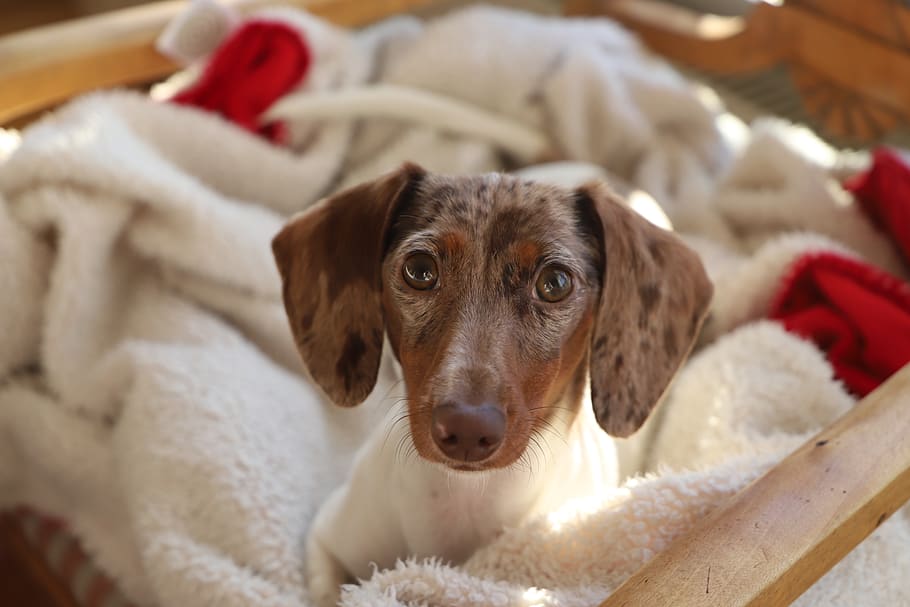 cute, dog, animals, pet, small, puppy, mammal, delightful, domestic HD wallpaper