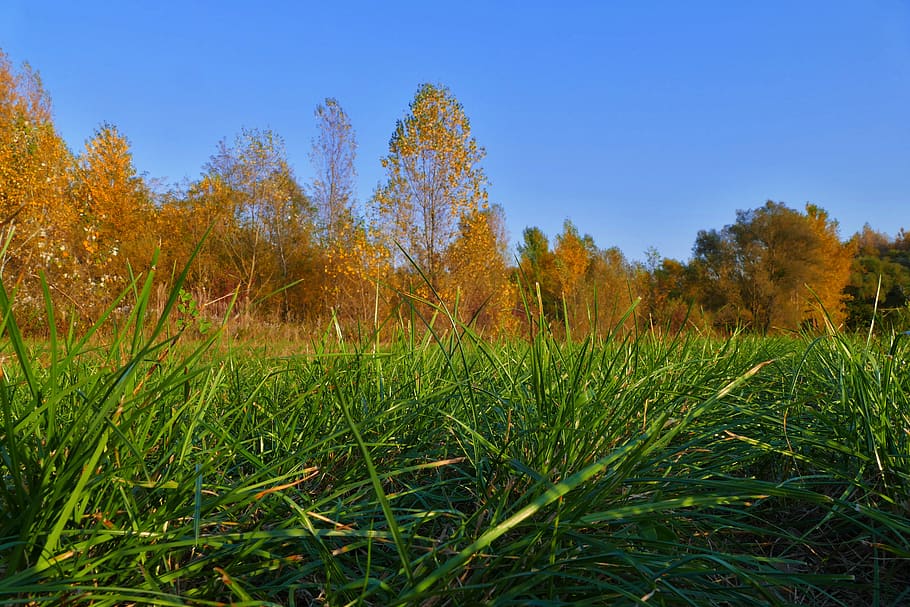 grass, trees, autumn, green, meadow, sky, plant, land, landscape HD wallpaper