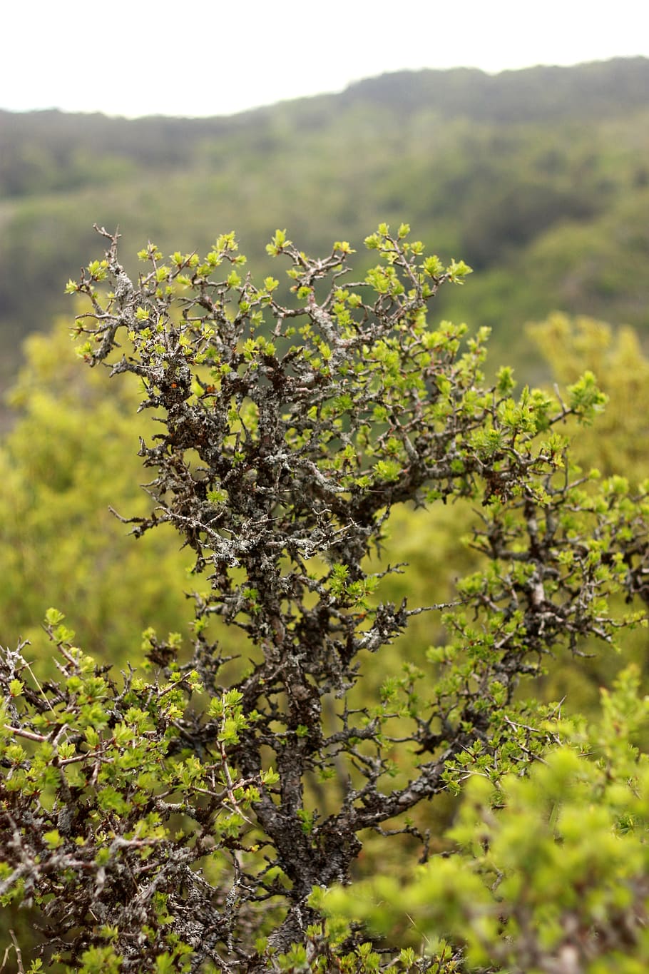 turkey, isik dagi, forest, tree, green, leaf, flower, plant HD wallpaper