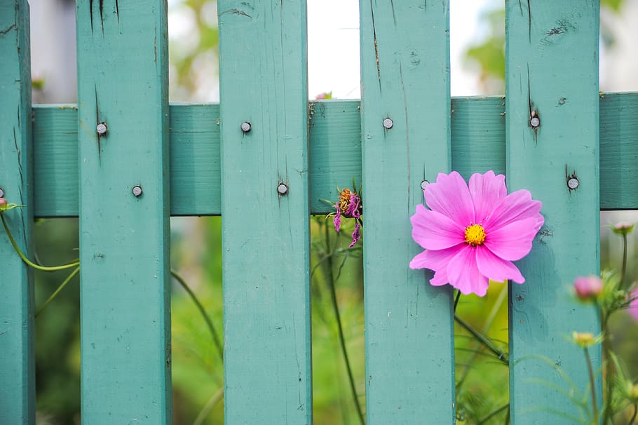 flower, fence, plant, flowering plant, barrier, freshness, boundary HD wallpaper