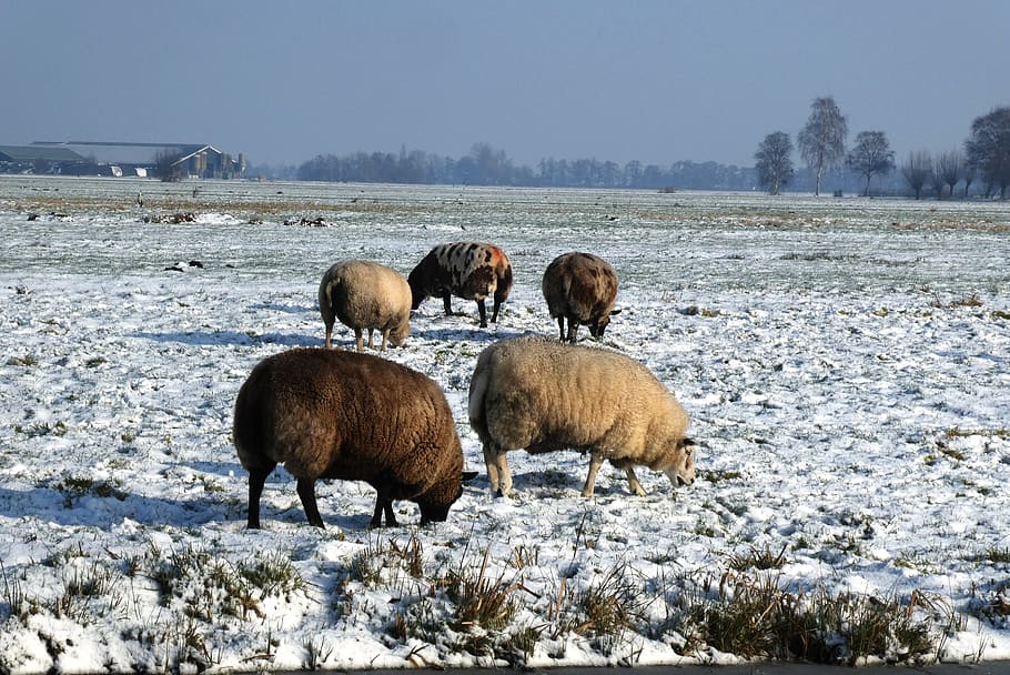 sheep, pasture, winter, polder, snow, nature, meadow, grass HD wallpaper