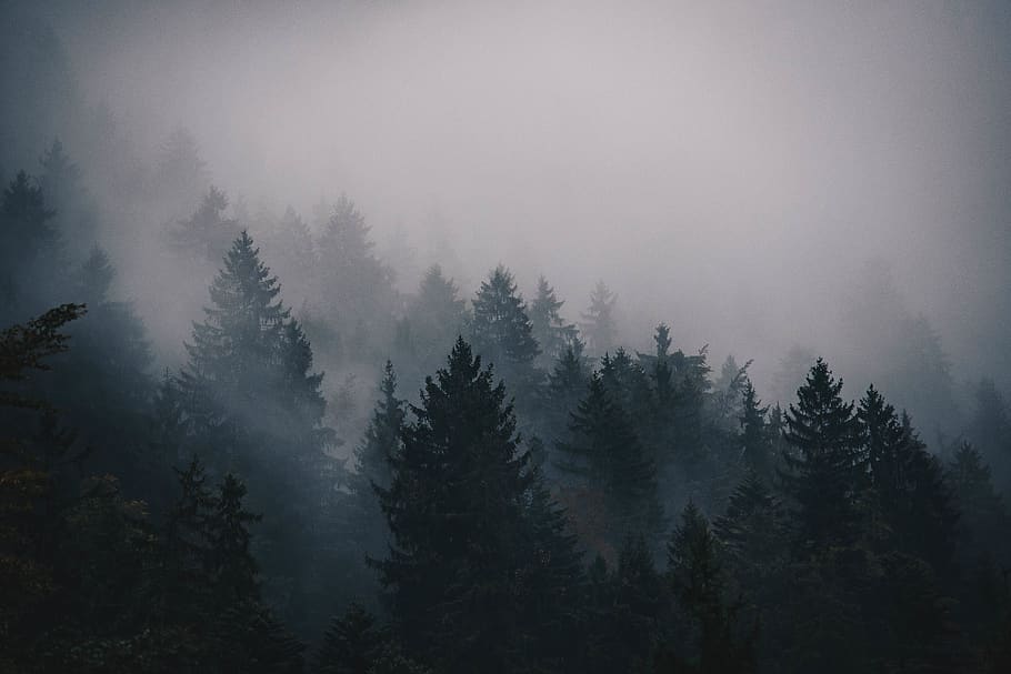 fog, cold, trees, pines, mountain, landscape, sky, nature, spruce HD wallpaper