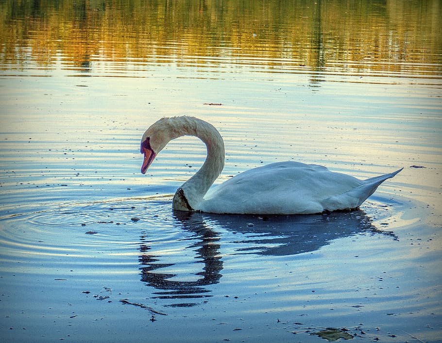 swan, ave, white, animals, plumage, feathers, dom, graceful HD wallpaper