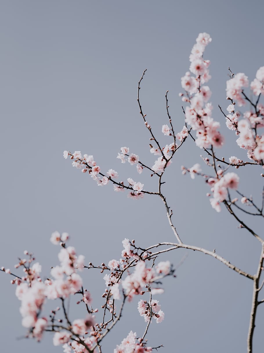 white petaled flower, plant, blossom, cherry blossom, animal HD wallpaper