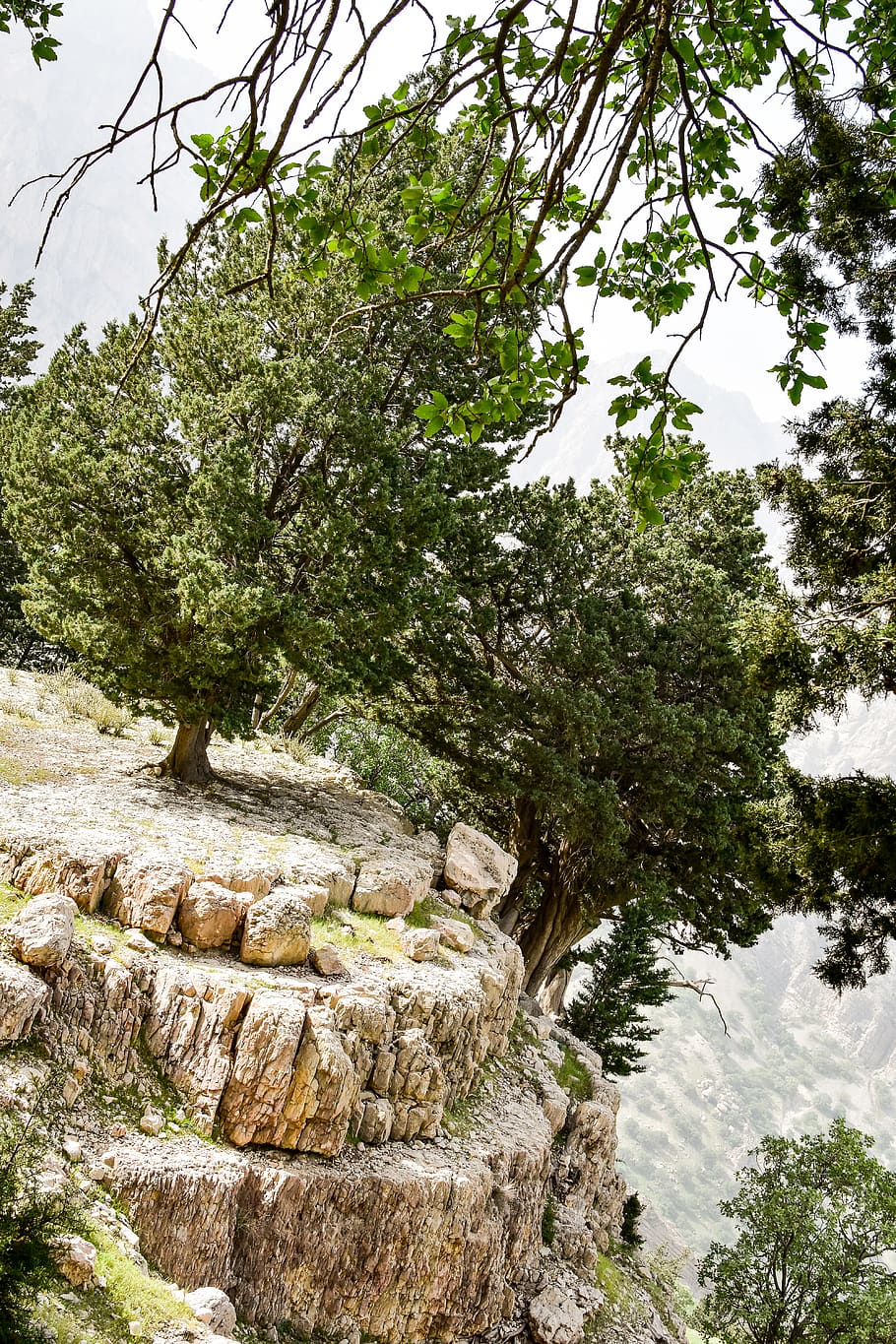 green leafed trees on hill, plant, rock, nature, beauty in nature HD wallpaper