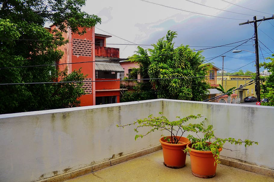 Two Green Leaf Plants With Orange Pots on Terrace, architecture HD wallpaper
