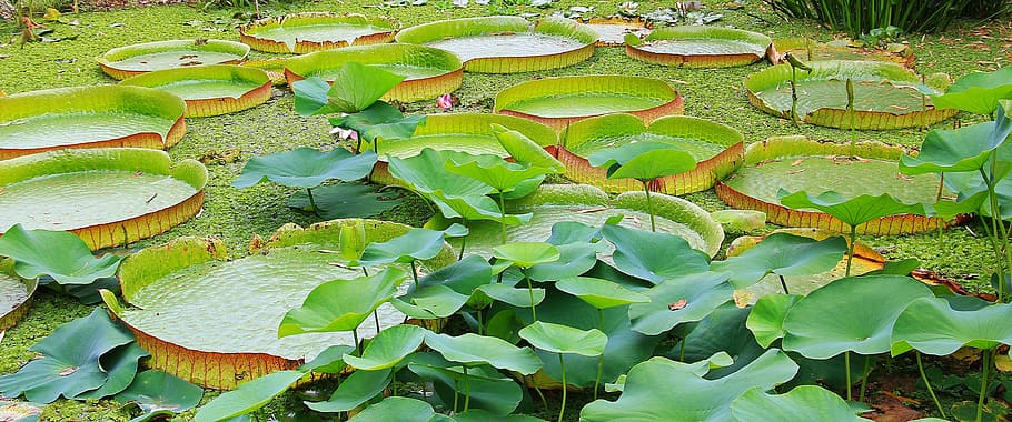 pad, lily, flower, macro, green, nature, pond, plant, leaf HD wallpaper