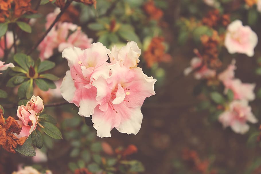 flowering plant, freshness, beauty in nature, fragility, petal HD wallpaper