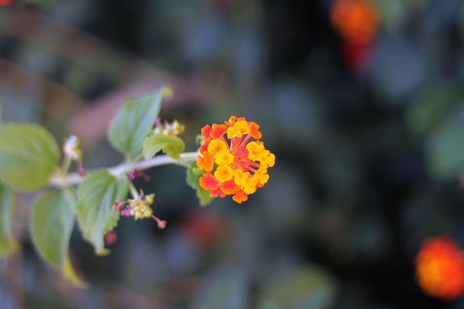orange, flower, flowering plant, beauty in nature, freshness HD wallpaper