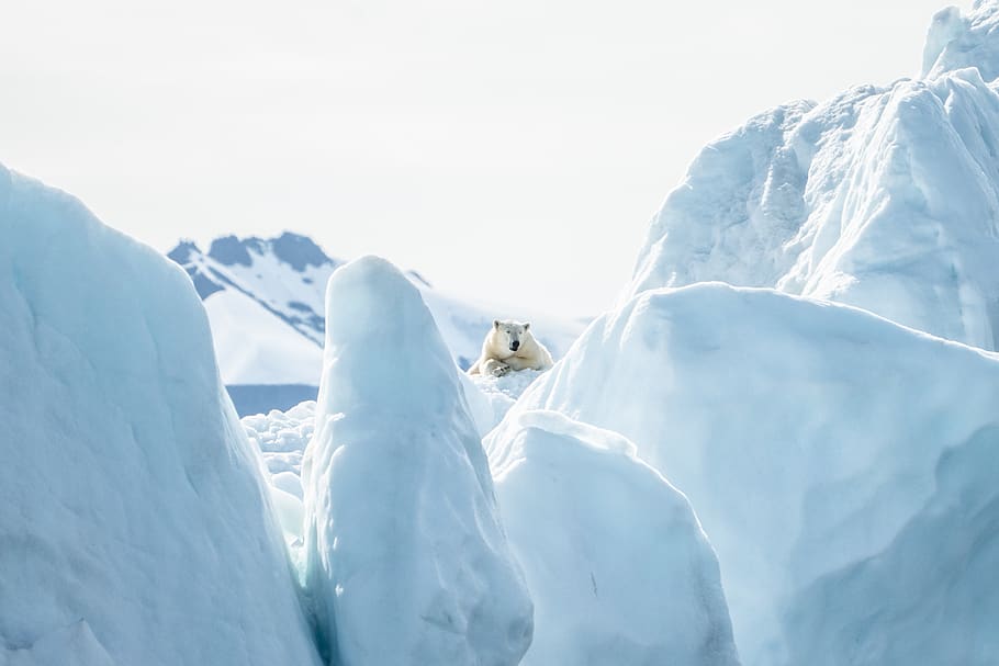 polar bear lying on snow, cold temperature, winter, environment HD wallpaper