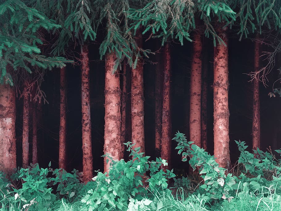 Photo of Tree Trunks Near Plants, 4k wallpaper, conifers, environment, HD wallpaper