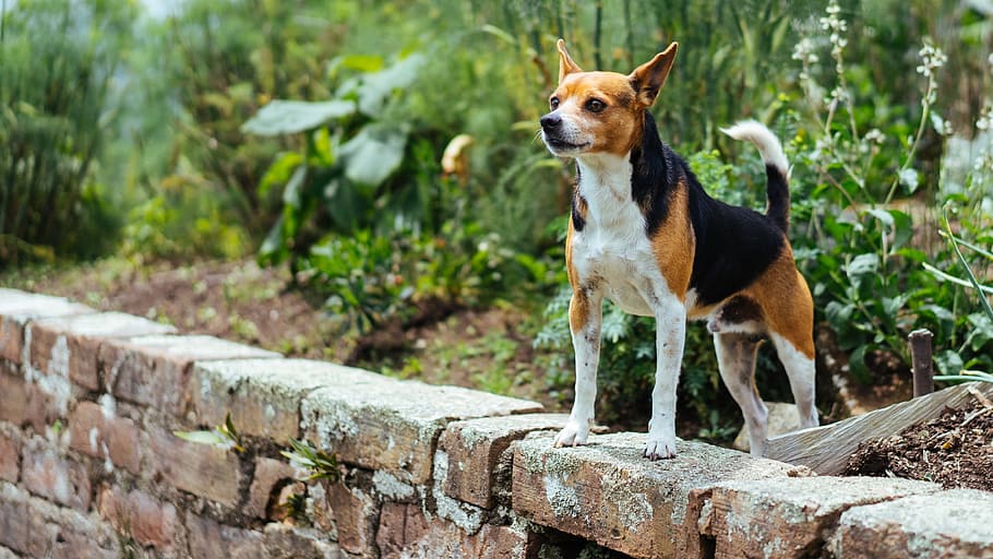 Dog On Wall Photo, Dogs, Animals, Pets, one animal, animal themes HD wallpaper