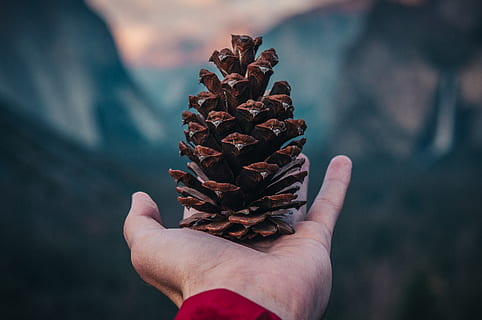 person holding pine cone, human, tree, plant, conifer, finger HD wallpaper