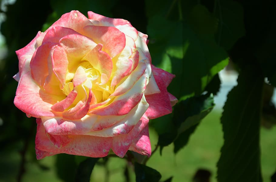 rose, flower, spring, summer, floral, leaf, nature, green, blossom HD wallpaper