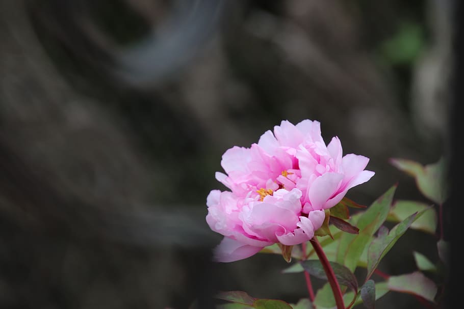 peony, flower, spring, pink, botanical garden, petals, costs HD wallpaper