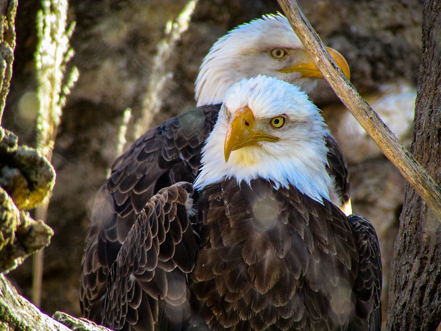 two bald eagles, animal, bird, animal themes, vertebrate, animal wildlife HD wallpaper