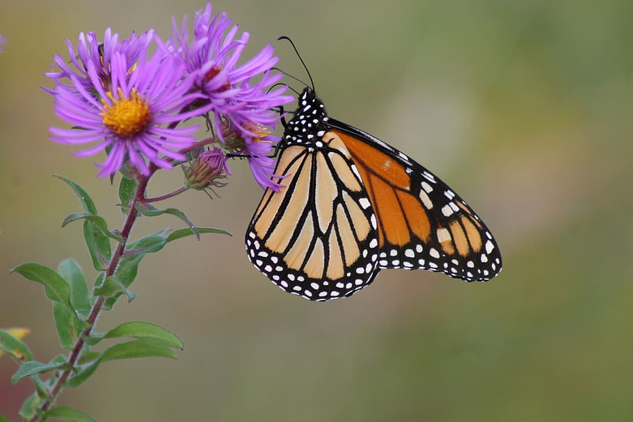 butterfly, monarch, flower, aster, thompson, blossom, bloom HD wallpaper