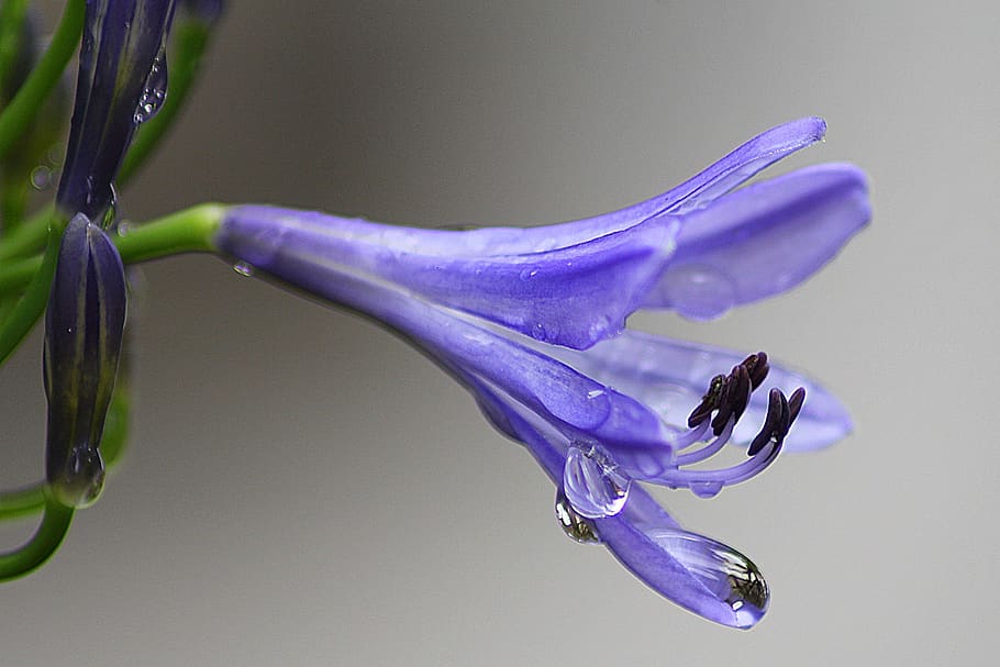 Purple Plant, bloom, blossom, flower, macro, wet, close-up, nature HD wallpaper