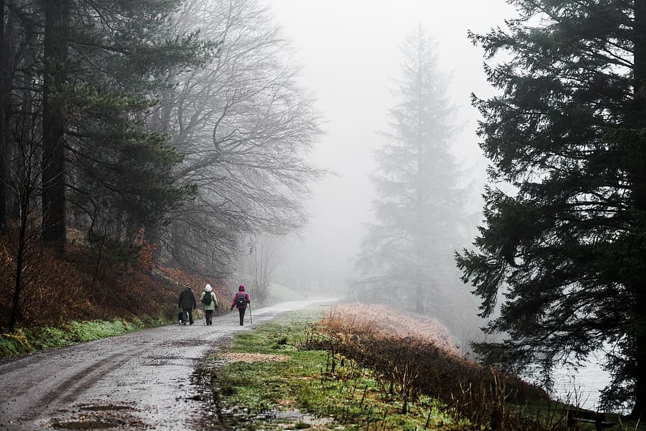 three people waling on pathway near trees covered with fogs, person