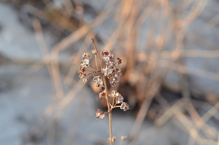 flower, pod, dry, dead, winter, plant, focus on foreground HD wallpaper
