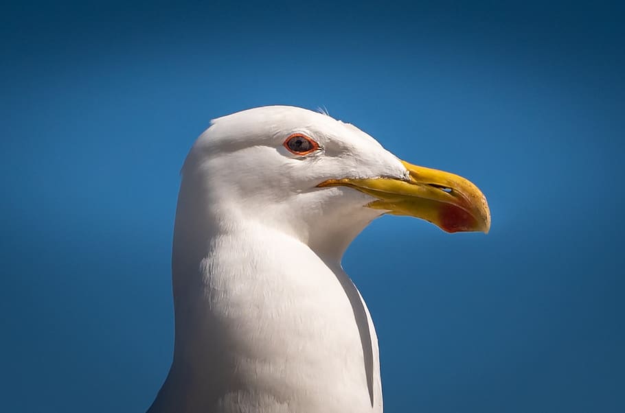 seagull, bill, blue, head, portrait, close up, bird, animal HD wallpaper