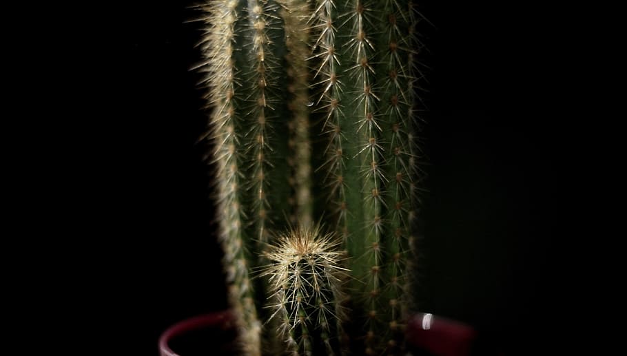 Green Castle Fairy Cactus With Black Background, cactus plant HD wallpaper