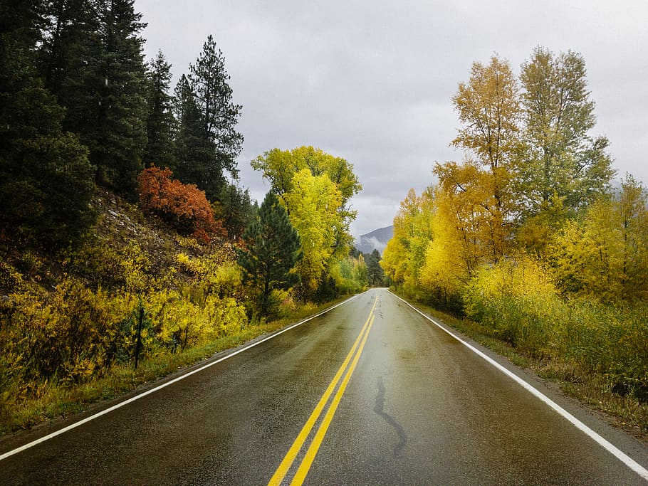 empty road way beside trees during daytime, plant, direction HD wallpaper