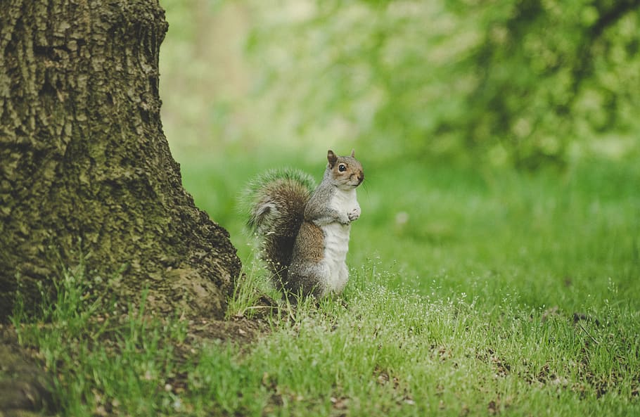 brown squirrel, mammal, animal, animal themes, animal wildlife HD wallpaper