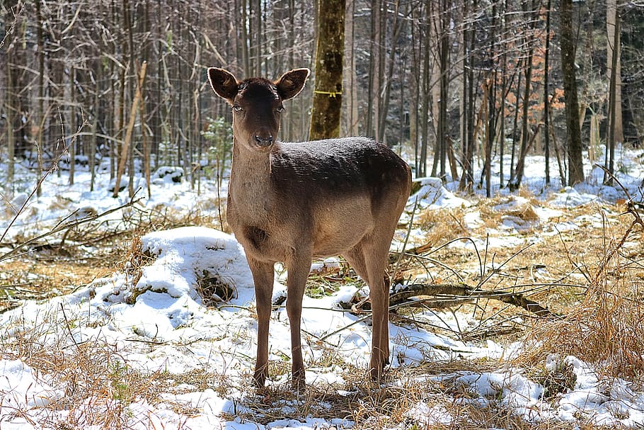 roe deer, forest, nature, scheu, landscape, wildlife park, trees HD wallpaper