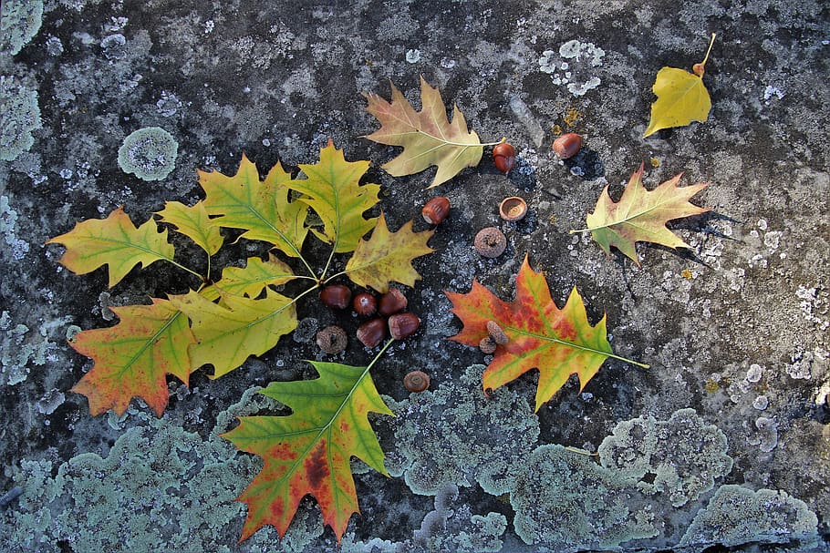 autumn, collapse, foliage, oak, acorn, branch, in the fall HD wallpaper